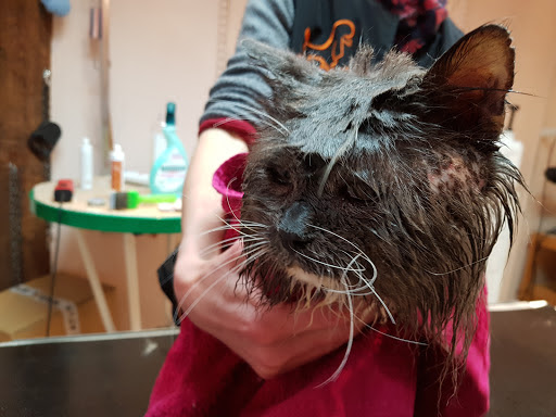 Faites le Beau, salon de toilettage sur Groomie.fr et au 9B Rue André Gâteau, 89100 Sens