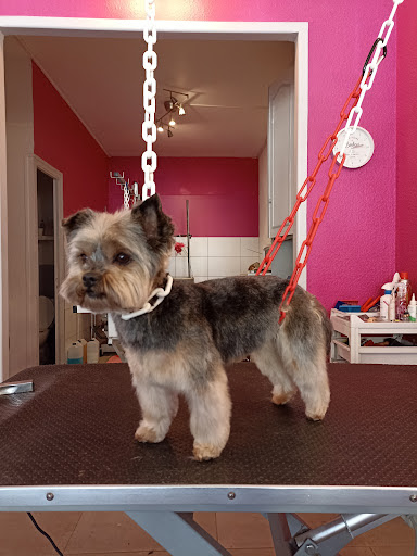 Fantaisie Canine, salon de toilettage sur Groomie.fr et au 8 Av. de Northwich, 39100 Dole