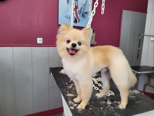 Fashion Dogs, salon de toilettage sur Groomie.fr et au 1 Rue Jules Verne, 80350 Mers-les-Bains