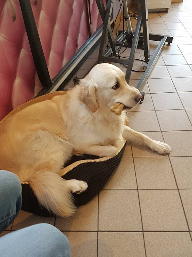 Feeling Dog's - Salon de toilettage beauchamp, salon de toilettage sur Groomie.fr et au 2 Bd de Verdun, 95250 Beauchamp