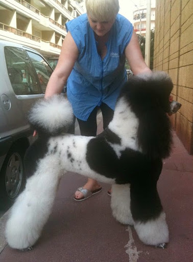 For Vip Dogs, salon de toilettage sur Groomie.fr et au 3 Rue du Général Ferrié, 6400 Cannes