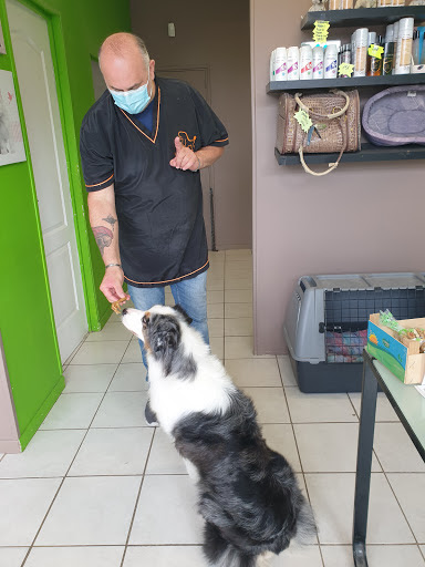 Frimousse, salon de toilettage sur Groomie.fr et au 31 Rue Joffre, 59141 Iwuy