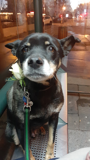 Funny dog, salon de toilettage sur Groomie.fr et au 3 Rue de l'Isernon, 74960 Annecy