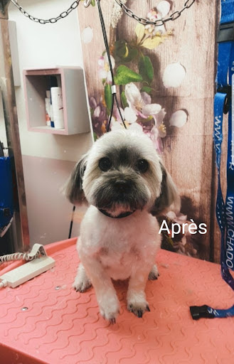 Gueule d'Ange, salon de toilettage sur Groomie.fr et au 20 Bis Rue du Canal, 69100 Villeurbanne