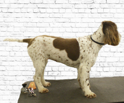 Happy Dog Toilettage, salon de toilettage sur Groomie.fr et au 85 Rue Grande, 36700 Châtillon-sur-Indre