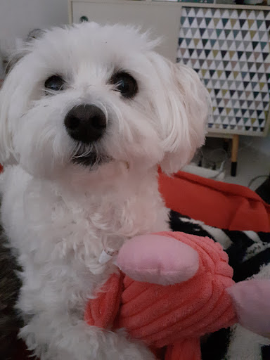 Hello'dog, salon de toilettage sur Groomie.fr et au 15 Av. de la Vaunage, 30620 Bernis