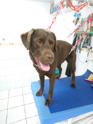 Histoire De Chien, salon de toilettage sur Groomie.fr et au 13 Rue René Vielle, 40270 Grenade-sur-l'Adour