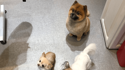 Hollywood Dogs Neuilly-sur-Seine, salon de toilettage sur Groomie.fr et au 86 Rue de Longchamp, 92200 Neuilly-sur-Seine