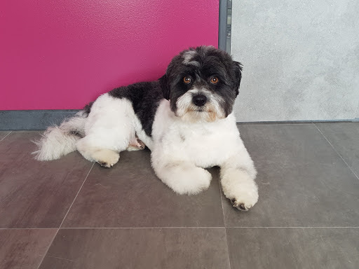 Idéal Canin, salon de toilettage sur Groomie.fr et au 9 Rue de la Croix Potière, 63530 Sayat