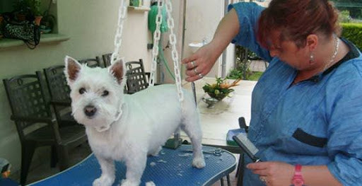 INSTICHIEN, salon de toilettage sur Groomie.fr et au 5 Rue de la Mairie, 28300 Saint-Aubin-des-Bois