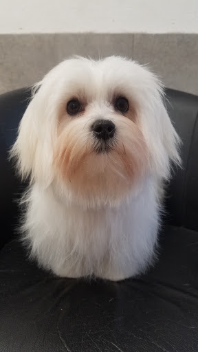 Institut Canin, salon de toilettage sur Groomie.fr et au 557 Av. de Siblas, 83200 Toulon