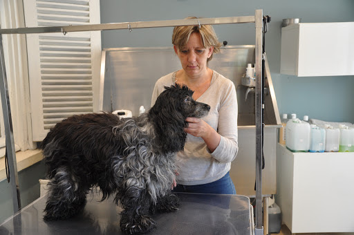 Joli Chien, salon de toilettage sur Groomie.fr et au 4 Rue du Ravin, 27300 Bernay