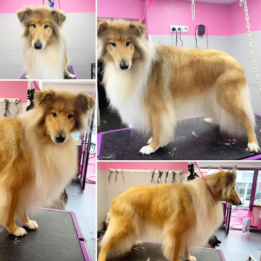 Jusqu'au Bout Des Pattes, salon de toilettage sur Groomie.fr et au 36 Rue Thiers, 76170 Lillebonne