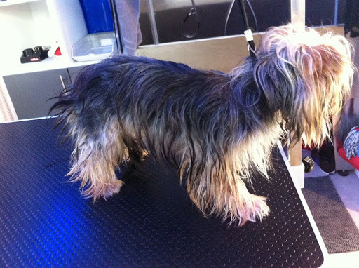 Kima Toilettage, salon de toilettage sur Groomie.fr et au 2 Parc des Tilleuls, 64600 Anglet