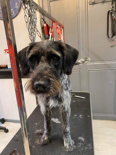 K'ouaf Toutou, salon de toilettage sur Groomie.fr et au 25 Bd de la Buffardière, 27000 Évreux