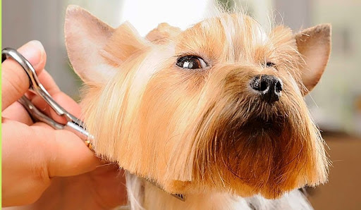 L ALLIANCE CANINE, salon de toilettage sur Groomie.fr et au 8 Rue des Canonniers, 59390 Lannoy