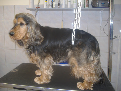 L Amipoil Toiletteur Canin Accessoire Alimentation Toilettage chien & chat, salon de toilettage sur Groomie.fr et au 10 Rue Mirabeau, 83470 Saint-Maximin-la-Sainte-Baume