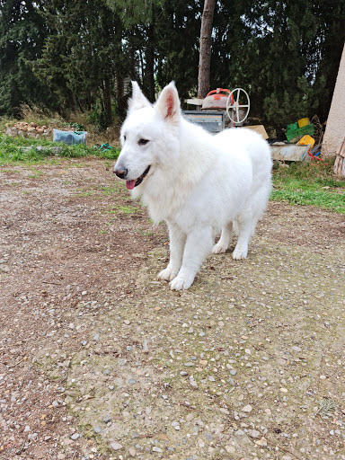 L' ami canin, salon de toilettage sur Groomie.fr et au Chem. de Poussan, 34110 Frontignan