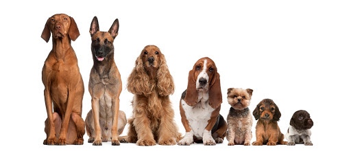 L'Aristo Chien, salon de toilettage sur Groomie.fr et au 4 Chemin du Bouscarot, 65350 Cabanac