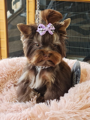 L'Art du Chien, salon de toilettage sur Groomie.fr et au 79 Av. Tabardel, 12740 Sébazac-Concourès