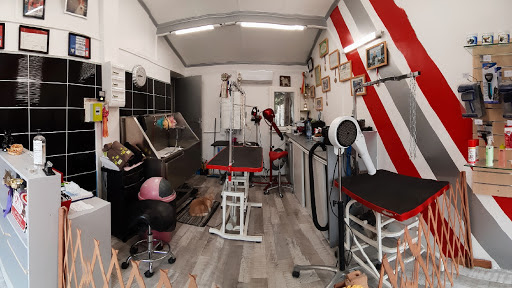 L'Atelier de toilettage CDA Céline de Antoni, salon de toilettage sur Groomie.fr et au 6 Rue des Pins, 30600 Vestric-et-Candiac