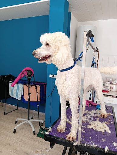 L'Atelier des Poilus, salon de toilettage sur Groomie.fr et au 187 Av. du Général de Gaulle, 47300 Villeneuve-sur-Lot