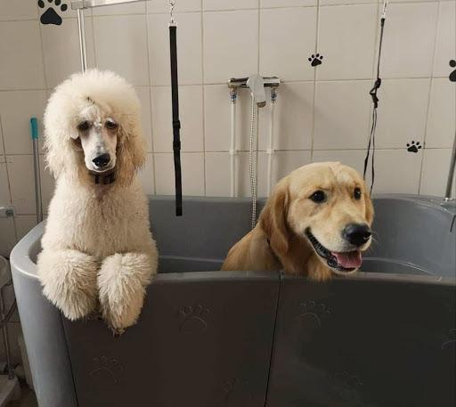 L'Institut Canin & Co, salon de toilettage sur Groomie.fr et au 101 Av. Montesquieu, 33160 Saint-Médard-en-Jalles