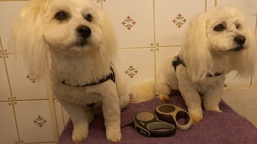 La Mistouflette : Toilettage canin et félin, salon de toilettage sur Groomie.fr et au 124 Rte de Vars, 16160 Gond-Pontouvre