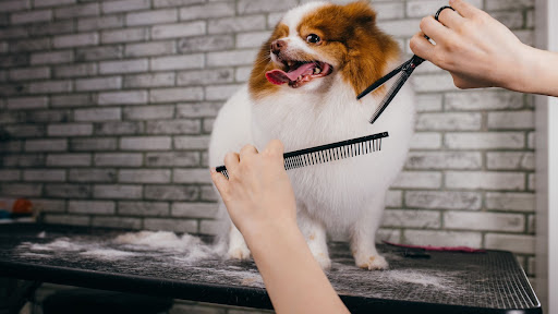 La Pattounet' - Salon de toilettage canin, salon de toilettage sur Groomie.fr et au 150 route de Pegomas, Les Roses de Mai Villa 12, 6130 Grasse