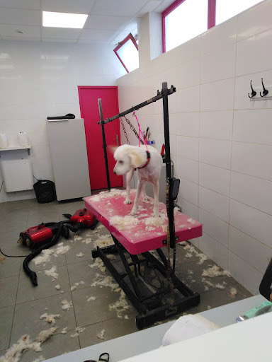 La féérie des chiens, salon de toilettage sur Groomie.fr et au Rue Louis Ganel, 38090 Villefontaine