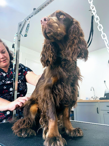 La patte de stef, salon de toilettage sur Groomie.fr et au 5 impasse saint clar, 9700 Saverdun