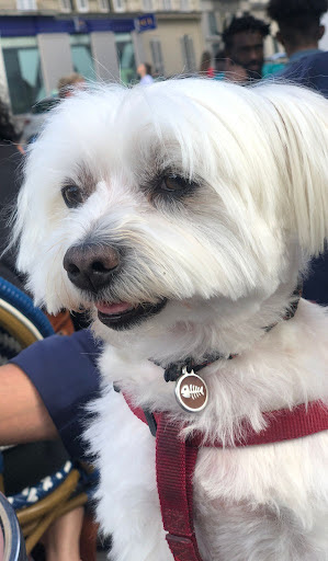 Lady Chiens, salon de toilettage sur Groomie.fr et au 36 Bis Rue Henri Barbusse, 92110 Clichy