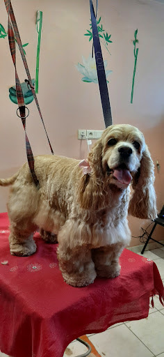 Lafitte Jocelyne Pretty Dog, salon de toilettage sur Groomie.fr et au 81 Av. du Général Leclerc, 33600 Pessac