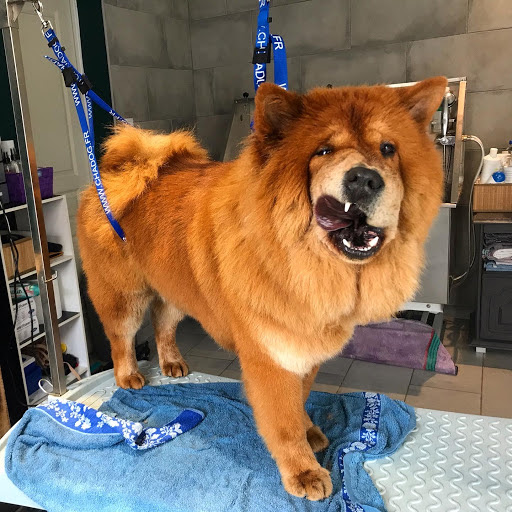 Laly grooming, salon de toilettage sur Groomie.fr et au 917 Rue des Prairies, 62185 Fréthun