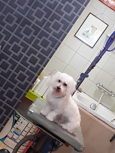 Las Canin, salon de toilettage sur Groomie.fr et au 832 Av. du 15E Corps, 83200 Toulon