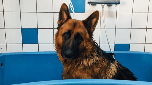 L'atelier de Mil🐾ou, salon de toilettage sur Groomie.fr et au 8 Pl. Jean Jaurès, 24380 Vergt