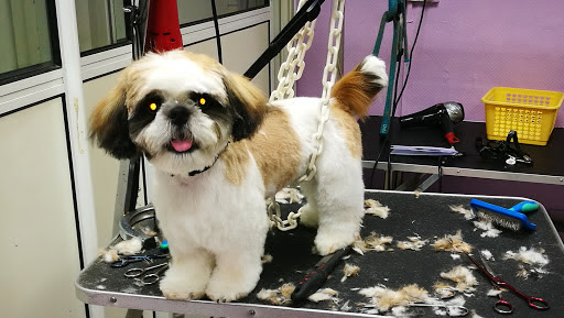 Lav'Dog, salon de toilettage sur Groomie.fr et au 10 Quai Estévenet, 65000 Tarbes