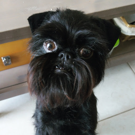 Le Bichon Mignon, salon de toilettage sur Groomie.fr et au 7 Bd Chandeysson, 26700 Pierrelatte