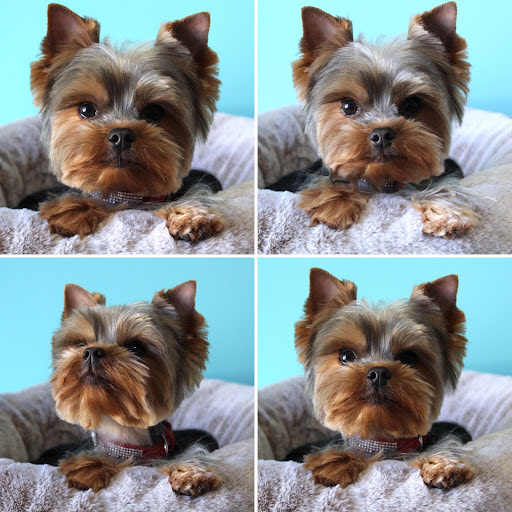 Le Boudoir Canin, salon de toilettage sur Groomie.fr et au 4 Rue Roger Salengro, 59234 Monchecourt