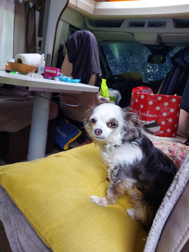 Le Cabochard, salon de toilettage sur Groomie.fr et au 15 Bd du Général de Gaulle, 6340 La Trinité