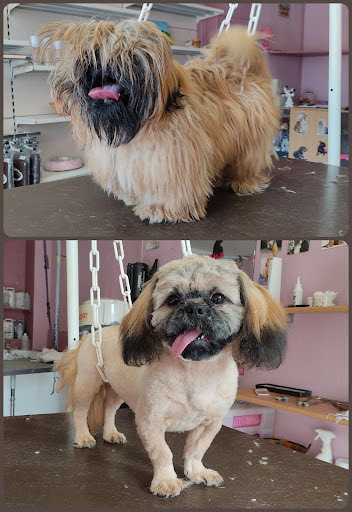 Le Chien Beauté, salon de toilettage sur Groomie.fr et au 33/35 Rue du Mazel, 5000 Gap