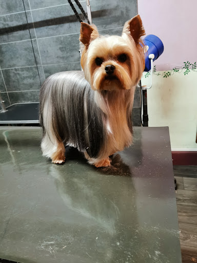 Le Monde Des Chiens-Harmonie Animaux, salon de toilettage sur Groomie.fr et au 6 Pl. Ernest Barraud, 33230 Coutras