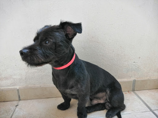 Le Salon du Chien, salon de toilettage sur Groomie.fr et au 2 Rue Albini, 6190 Roquebrune-Cap-Martin