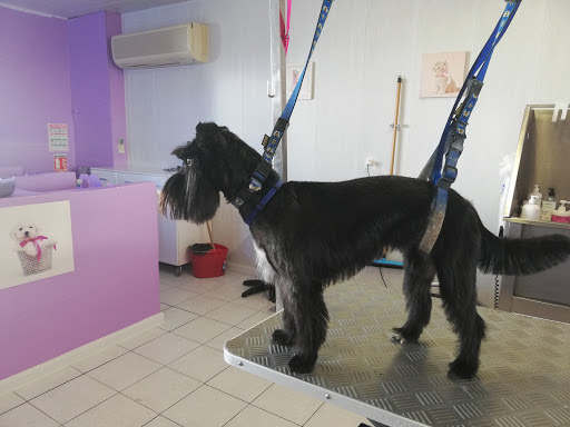 Le Temple Du Chien Celine, salon de toilettage sur Groomie.fr et au Zac du mandarin, 10 Rue du Béarn, 31600 Eaunes