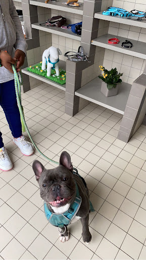 Le Temple du Chien, salon de toilettage sur Groomie.fr et au 103 Rue du Temple, 62000 Arras