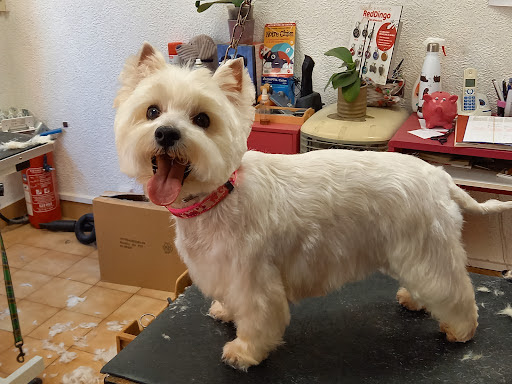 Le chien ovillois, salon de toilettage sur Groomie.fr et au 6 Bis Av. de la République, 78800 Houilles