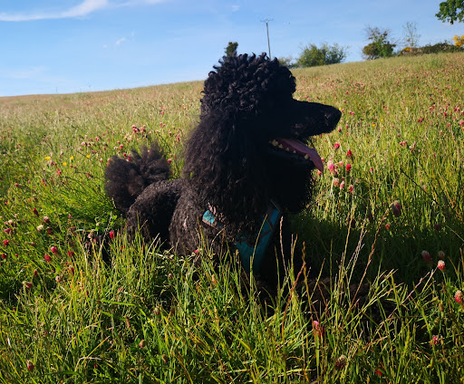 Le domaine du chien naturopathe animalier, salon de toilettage sur Groomie.fr et au 19 Pl. Decazes, 12300 Decazeville