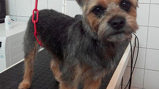 Le jardin canin, salon de toilettage sur Groomie.fr et au 227 Rue Pierre Brossolette, 93160 Noisy-le-Grand