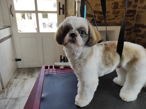 Le jardin des chiens, salon de toilettage sur Groomie.fr et au 2 Trevidel, 56700 Kervignac