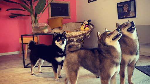 Le salon d'izzy, Toilettage Canin Et Félin, salon de toilettage sur Groomie.fr et au 84 Rte de Bouconne, 31700 Cornebarrieu